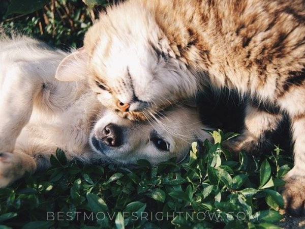 The Best Movies About Cats & Dogs - Best Movies Right Now