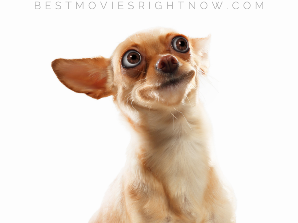 6 Funny Dog Movies - Best Movies Right Now