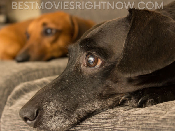 6 List of Movie Dogs - Best Movies Right Now