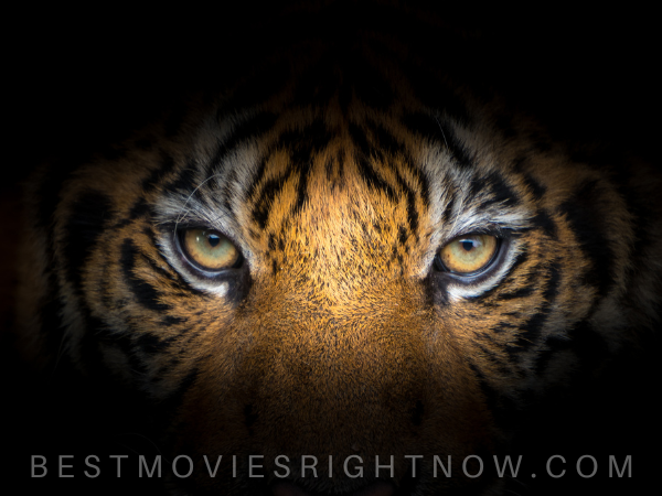 tiger eyes, featured image for tiger movies