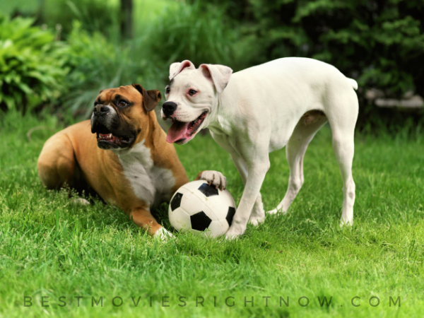 Dogs playing with ball