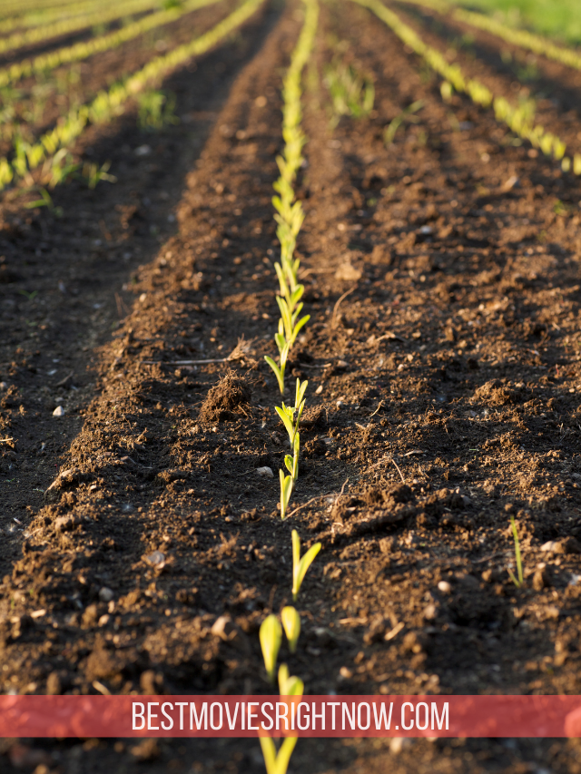 a picture of crops planted in soil