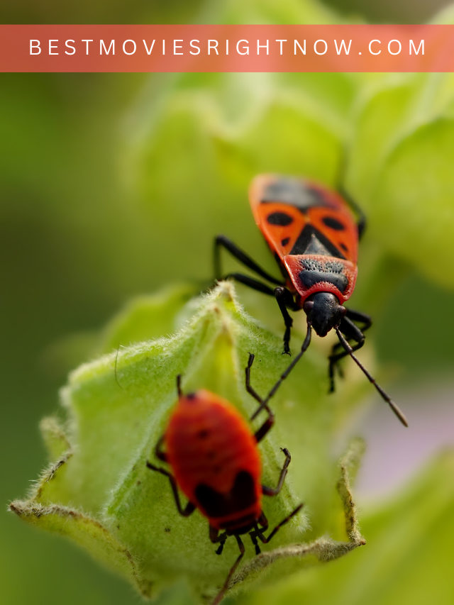 a picture of ladybugs on a leaf