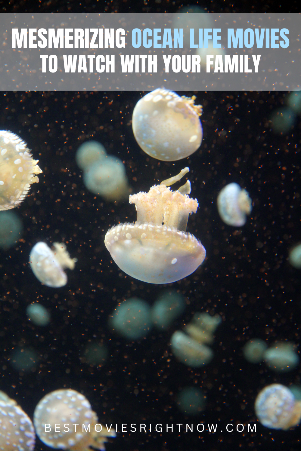 a picture of jellyfishes underwater with caption 
