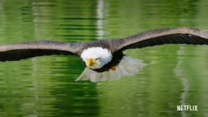 a picture of an eagle at the lake